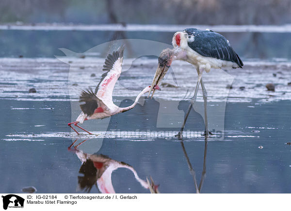 Marabu ttet Flamingo / IG-02184