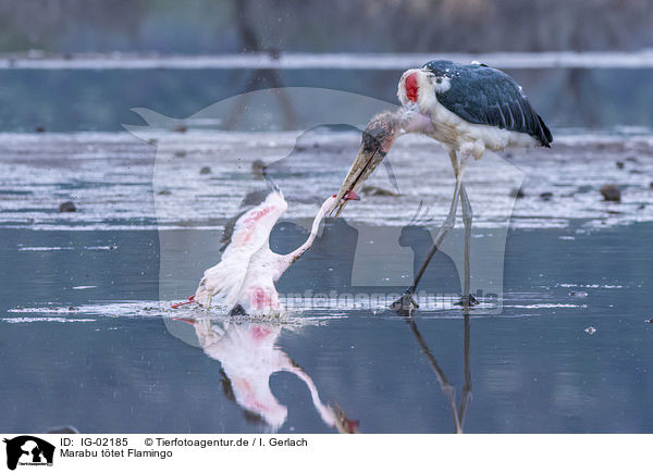 Marabu ttet Flamingo / Marabou Stork kills Flamingo / IG-02185