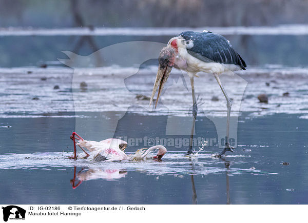Marabu ttet Flamingo / Marabou Stork kills Flamingo / IG-02186