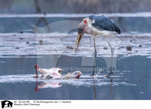 Marabu ttet Flamingo / IG-02186