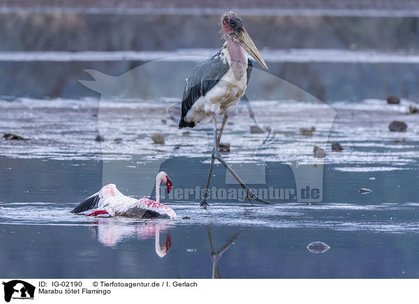 Marabu ttet Flamingo / Marabou Stork kills Flamingo / IG-02190