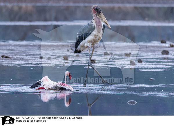 Marabu ttet Flamingo / IG-02190