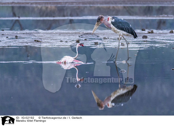Marabu ttet Flamingo / Marabou Stork kills Flamingo / IG-02192