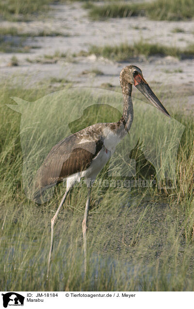 Marabu / JM-18184