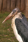 Marabu