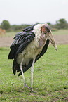 Marabu