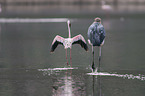 Marabu mit Flamingo