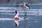 Marabu ttet Flamingo