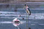 Marabu ttet Flamingo