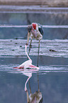 Marabu ttet Flamingo