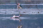 Marabu ttet Flamingo