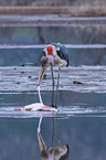 Marabu ttet Flamingo