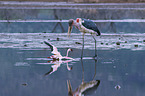 Marabu ttet Flamingo