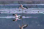 Marabu ttet Flamingo