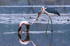 Marabu ttet Flamingo