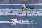Marabu tötet Flamingo