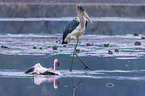 Marabu ttet Flamingo