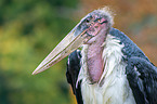 Marabu