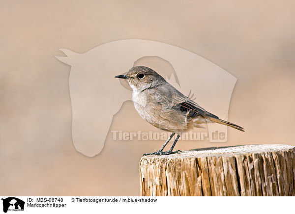 Maricoschnpper / Mariqua flycatcher / MBS-06748