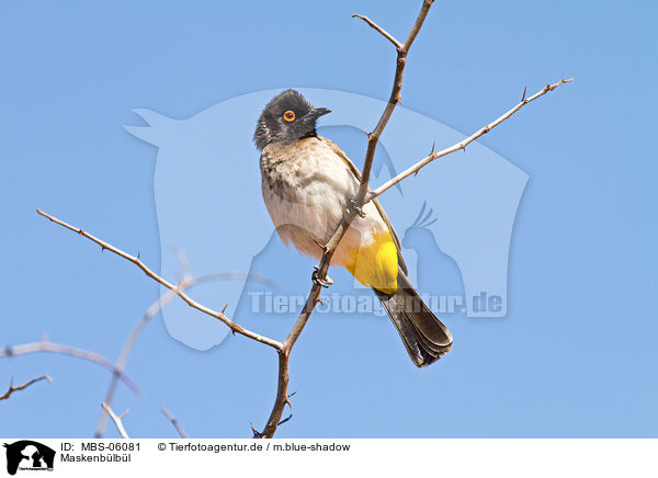 Maskenb�lb�l / African red-eyed bulbul / MBS-06081