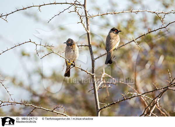 Maskenb�lb�ls / African red-eyed bulbuls / MBS-24712