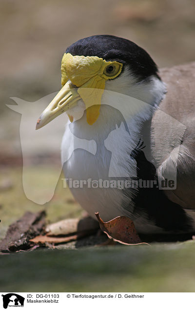 Maskenkiebitz / masked plover / DG-01103