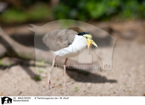 Maskenkiebitz / masked lapwing / MAZ-05550