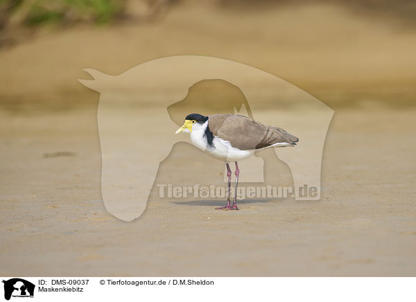 Maskenkiebitz / masked lapwing / DMS-09037