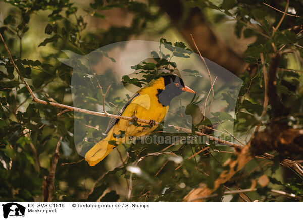 Maskenpirol / African black-headed oriole / SVS-01519