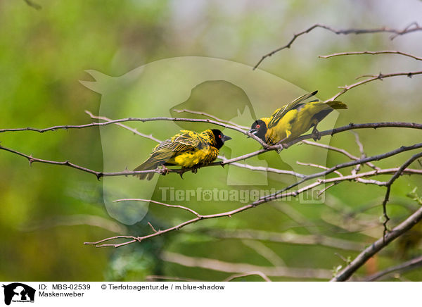 Maskenweber / African masked weaver / MBS-02539