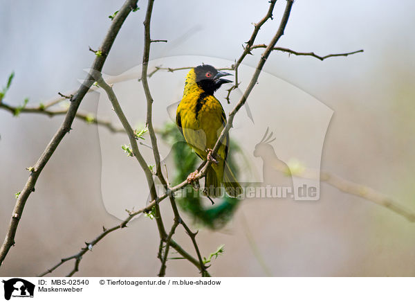 Maskenweber / African masked weaver / MBS-02540