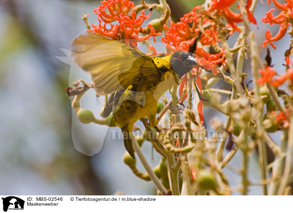 Maskenweber / African masked weaver / MBS-02546