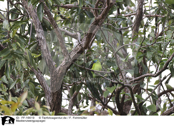 Maskenzwergpapagei / blue-faced fig parrot / FF-16619
