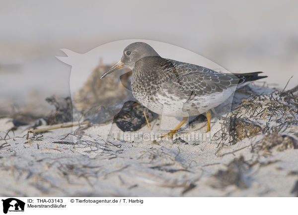 Meerstrandlufer / purple sandpiper / THA-03143