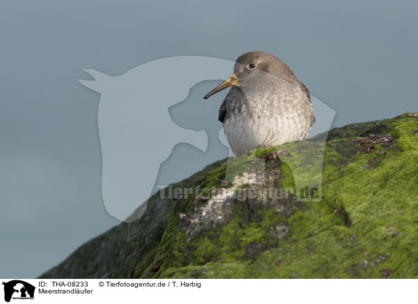 Meerstrandlufer / Purple Sandpiper / THA-08233