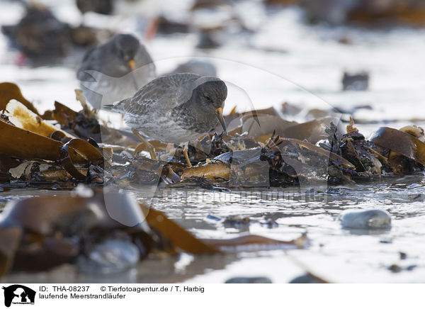 laufende Meerstrandlufer / walking Purple Sandpipers / THA-08237