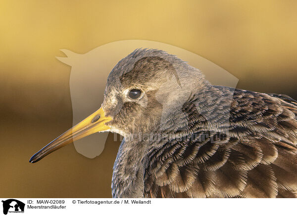 Meerstrandlufer / purple sandpiper / MAW-02089