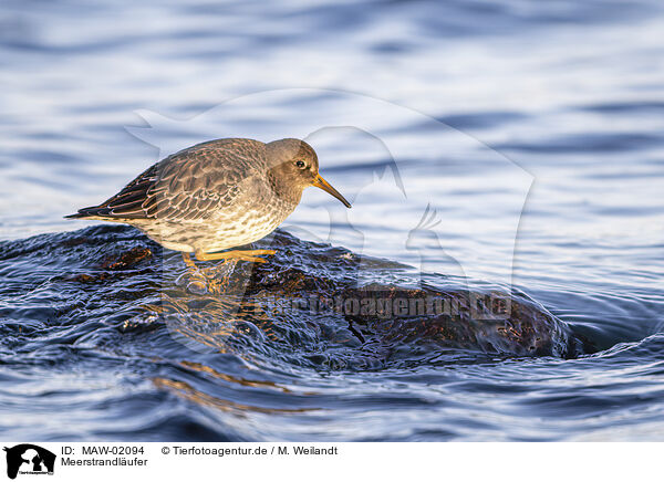 Meerstrandlufer / purple sandpiper / MAW-02094