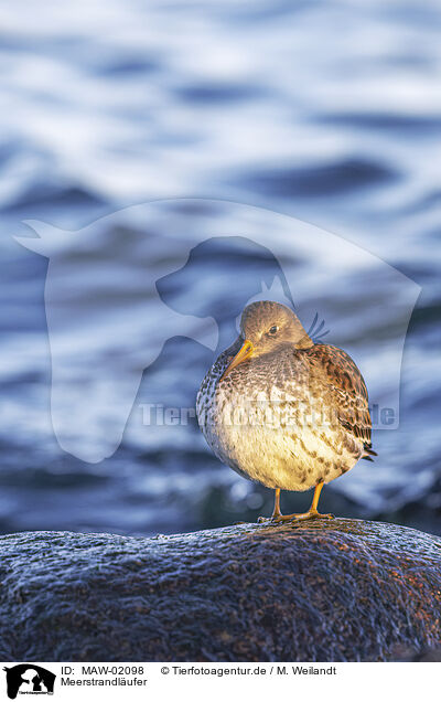 Meerstrandlufer / purple sandpiper / MAW-02098