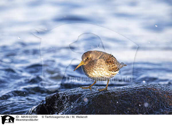 Meerstrandlufer / purple sandpiper / MAW-02099