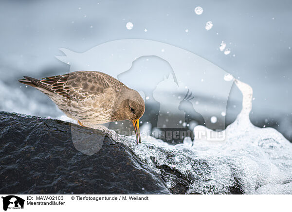 Meerstrandlufer / purple sandpiper / MAW-02103