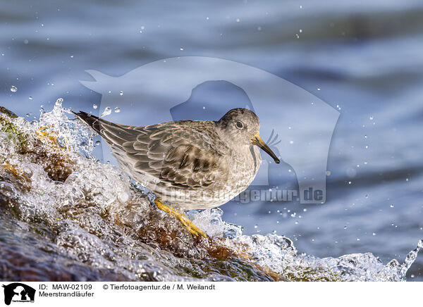 Meerstrandlufer / purple sandpiper / MAW-02109