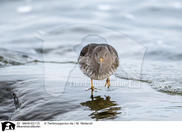 Meerstrandlufer / purple sandpiper / MAW-02115