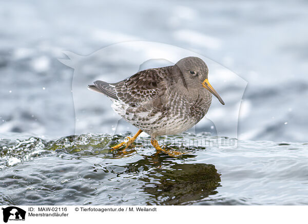 Meerstrandlufer / purple sandpiper / MAW-02116