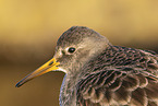 Meerstrandlufer