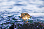 Meerstrandlufer