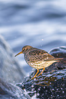 Meerstrandlufer