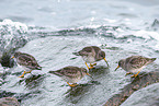 Meerstrandlufer