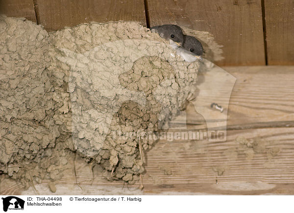Mehlschwalben / common house martins / THA-04498
