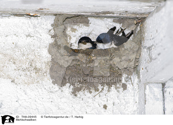 Mehlschwalben / common house martins / THA-09445